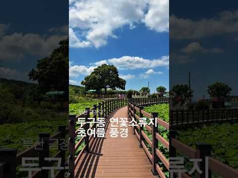 금정구 두구동 연꽃소류지의 초여름 [김병현 서포터즈]